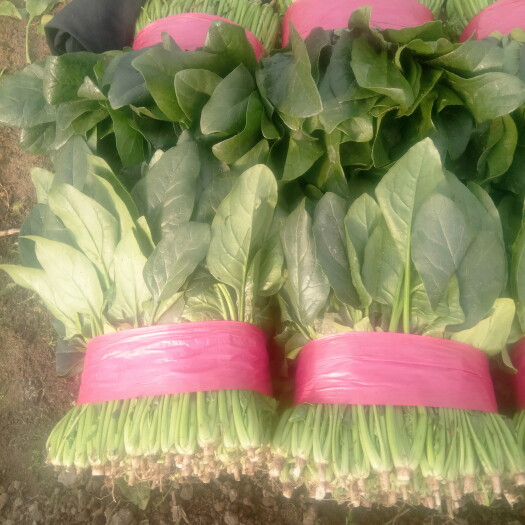 新泰市 大叶优质菠菜即将上市
