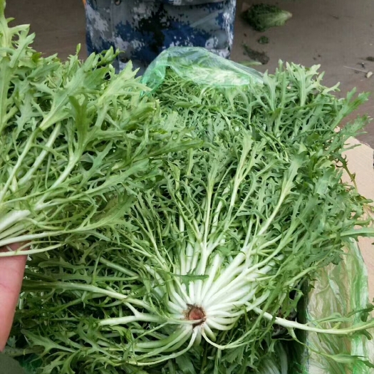 苦菊