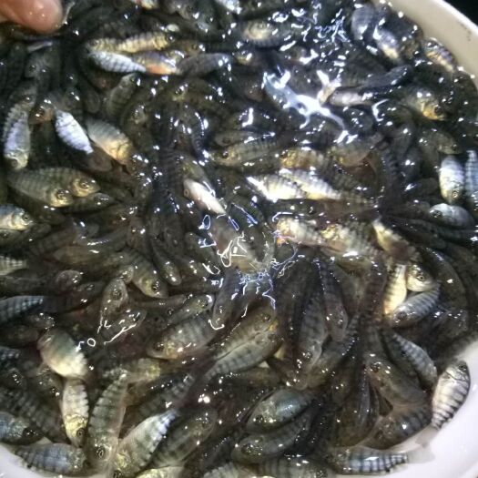 开平市罗非鱼苗