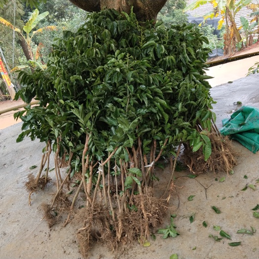 灵山县鸡心黄皮苗  出世甜黄皮嫁接苗，高产稳产易于种植