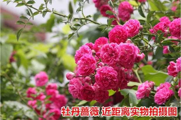 沭阳县爬蔷薇  红花蔷薇 爬藤蔷薇