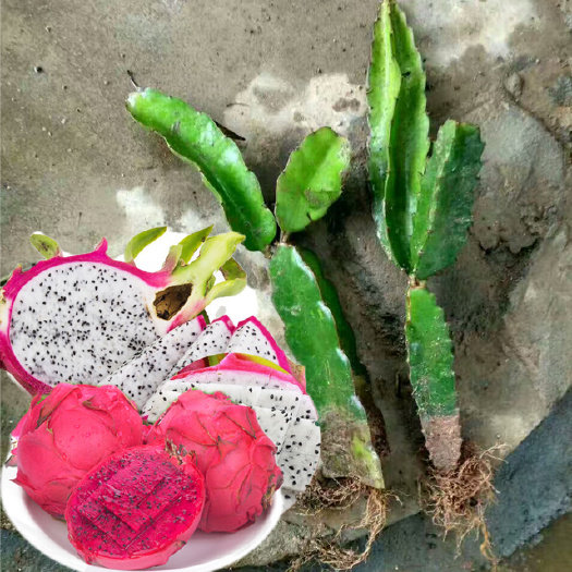 灵山县桂红龙一号火龙果苗 白肉红肉火龙果 苗高二三十公分左右