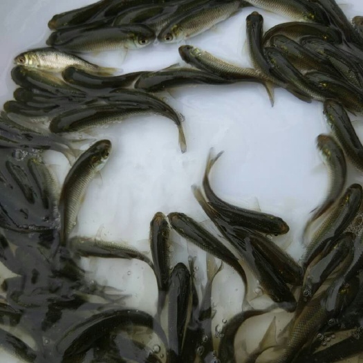 广州池塘草鱼  优质一号草鱼苗6--10公分