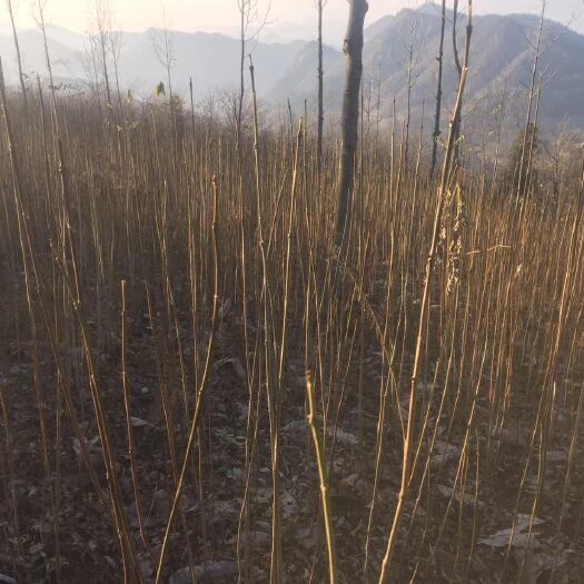隆回县黄柏苗