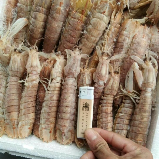 北海冻虾蛄 