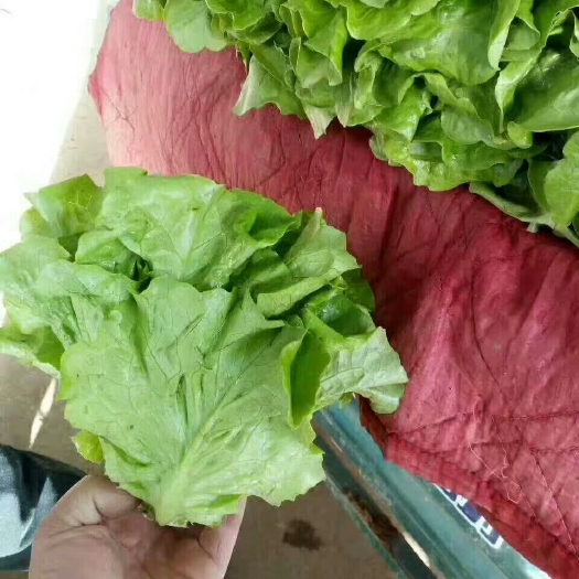 意大利生菜 河北省邯郸市永年区