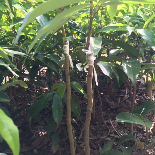 灵山县无核荔枝苗