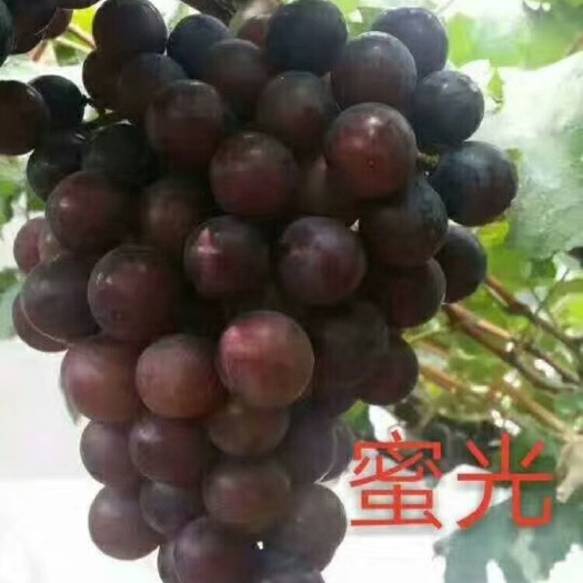 卢龙县蜜光葡萄苗  蜜光
