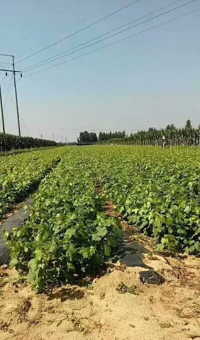 卢龙县红地球葡萄苗 扦插苗 裸根苗