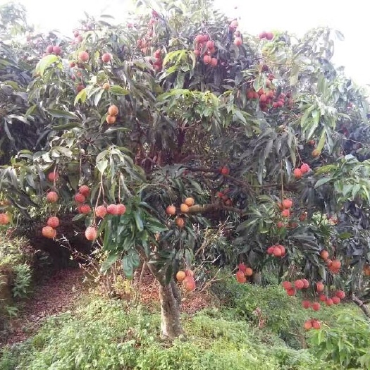 灵山县无核荔枝苗