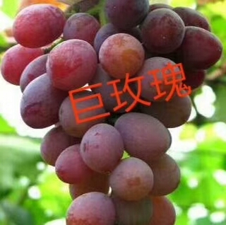 泰安藤稔葡萄苗