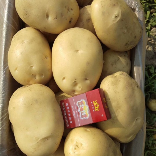 盈江县丽薯6号  云南土豆丽薯六号 4两以上 精品装箱 鲜货现卖