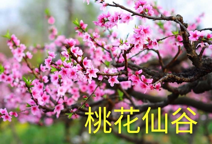 六安桃胶  食用桃胶大量供货一件代发