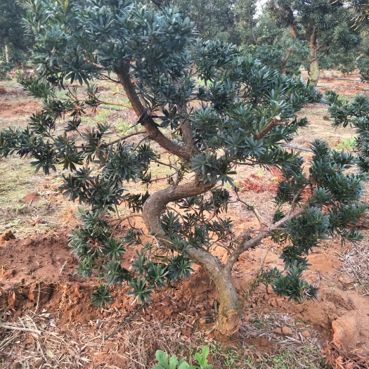 小叶罗汉松  弯头罗汉松