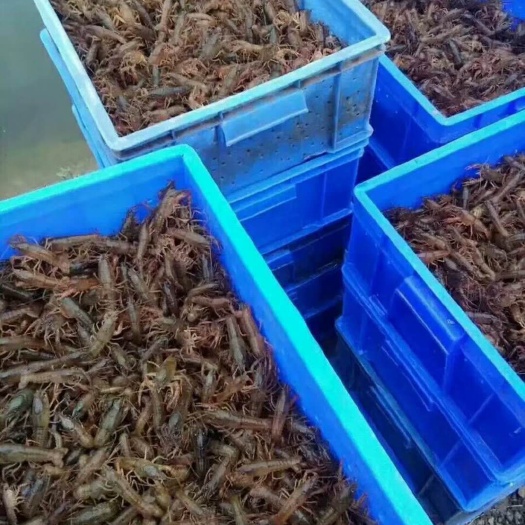 淮安小龙虾苗 
