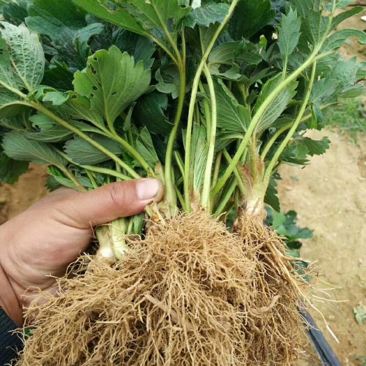 泰安章姬草莓苗 地栽苗 10公分以下