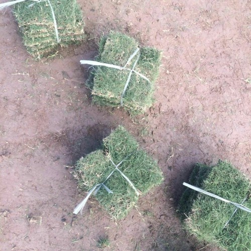 永州马尼拉草皮 