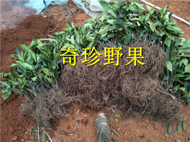 鄱阳县粉红黑老虎苗