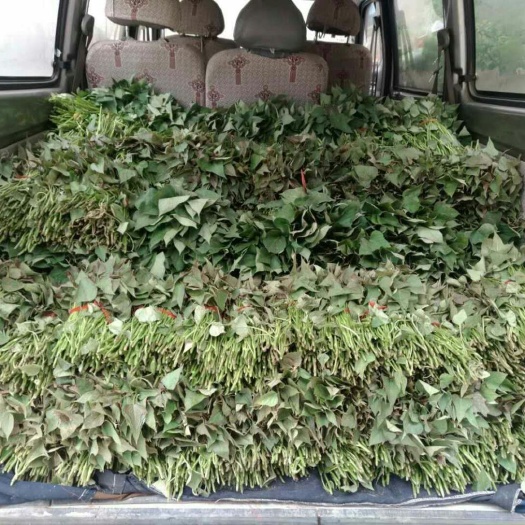 尉氏县商薯19红薯苗 红薯苗淀粉薯商薯19西瓜红龙薯9号徐薯18烟薯25紫薯等