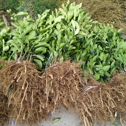 简阳市琯溪蜜柚苗