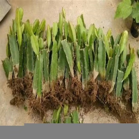泰安红心火龙果苗