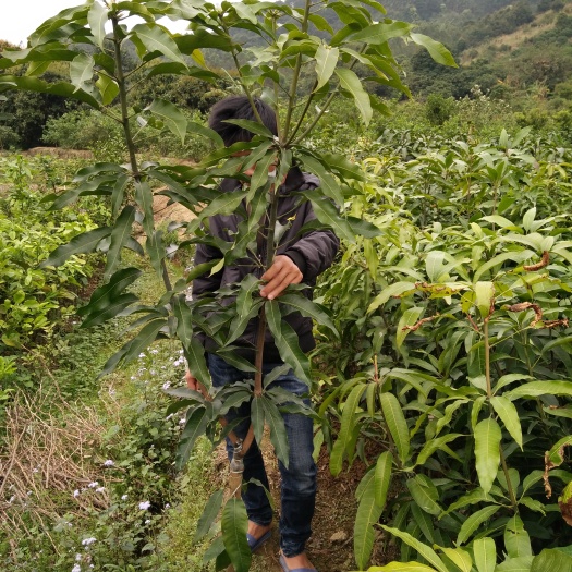 灵山县台农芒果苗