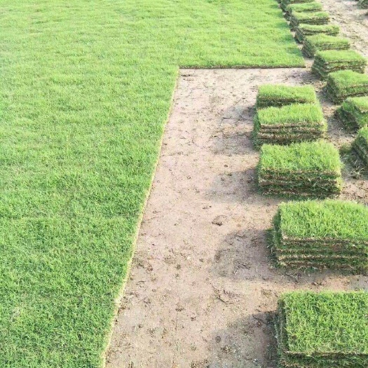 句容市马尼拉草皮 