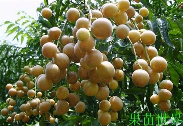 灵山县鸡心黄皮苗 