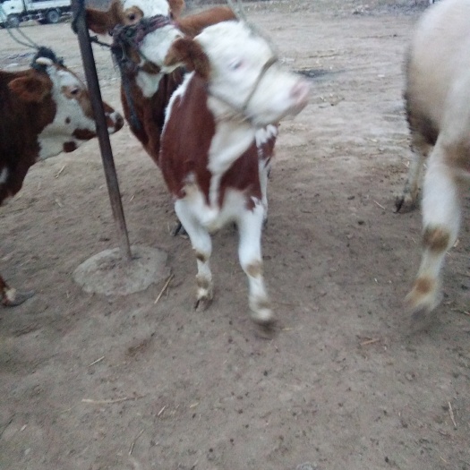 夏洛莱牛 200-300斤 公牛