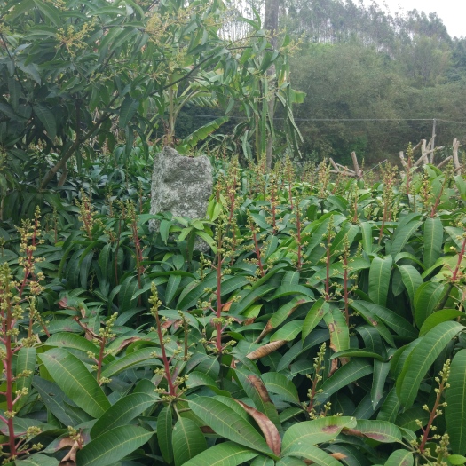 灵山县 靓苗果树苗，芒果苗