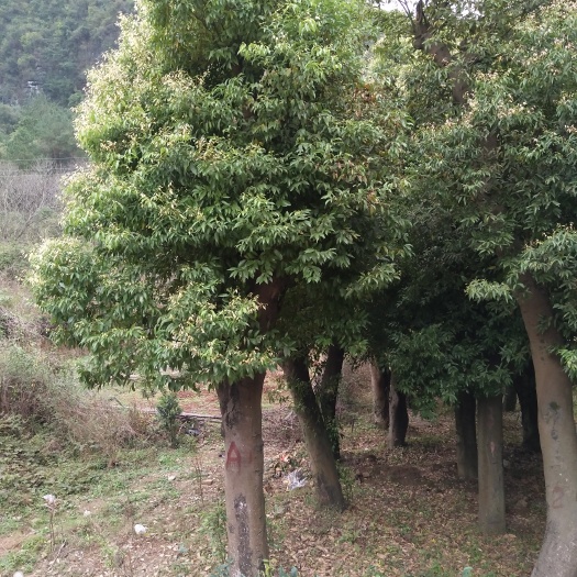 阳朔县小叶樟 