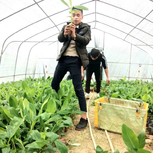 灵山县威廉斯香蕉苗 