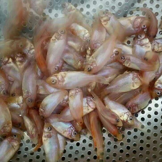 开平市彩虹鲷 