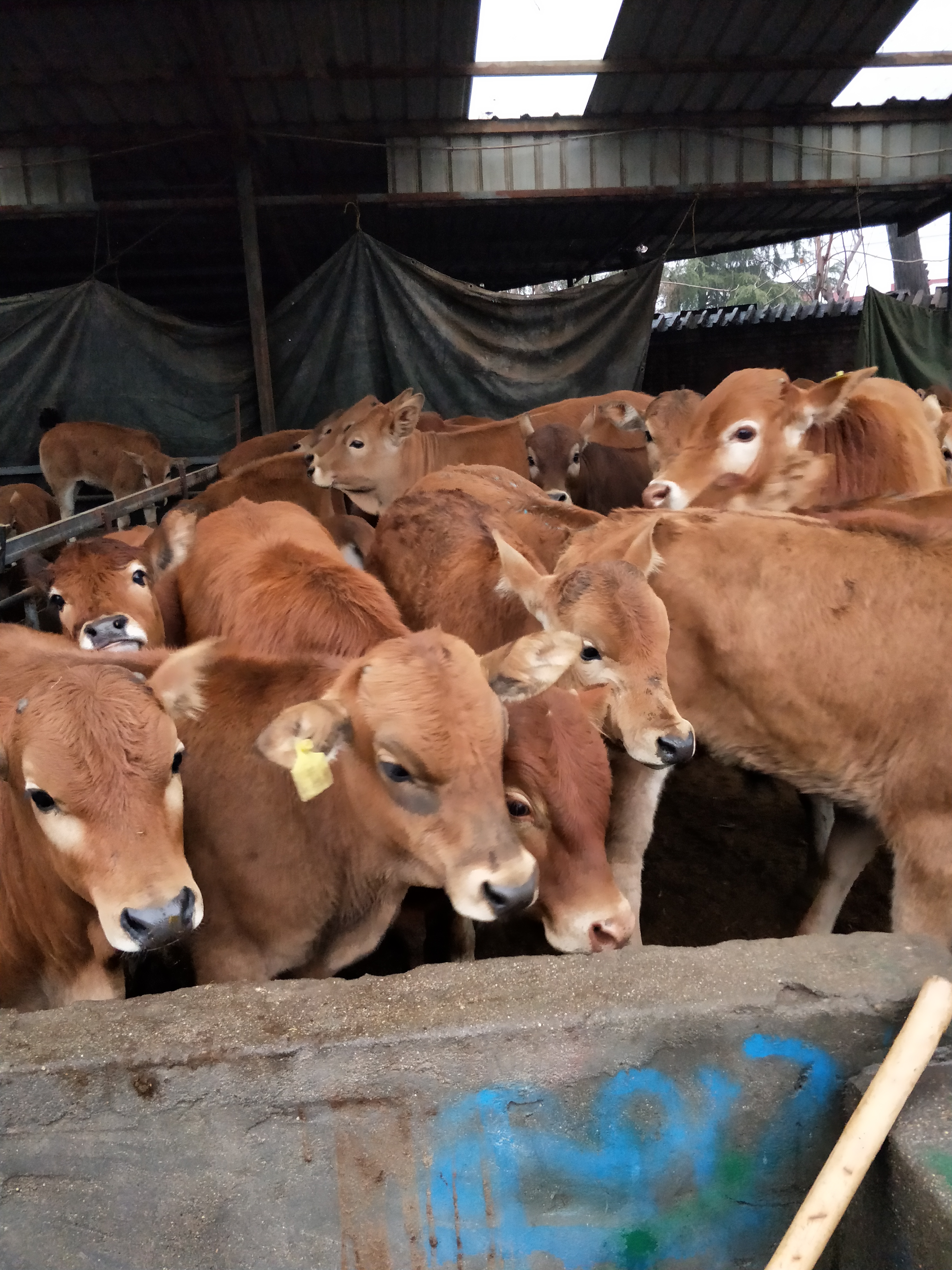 鲁西黄牛 200-300斤 公牛 