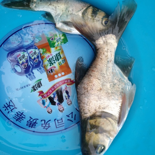 中山市缩骨大头鱼苗