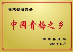 福建诏安富硒大青梅 25-30g ，泡青梅酒最优质