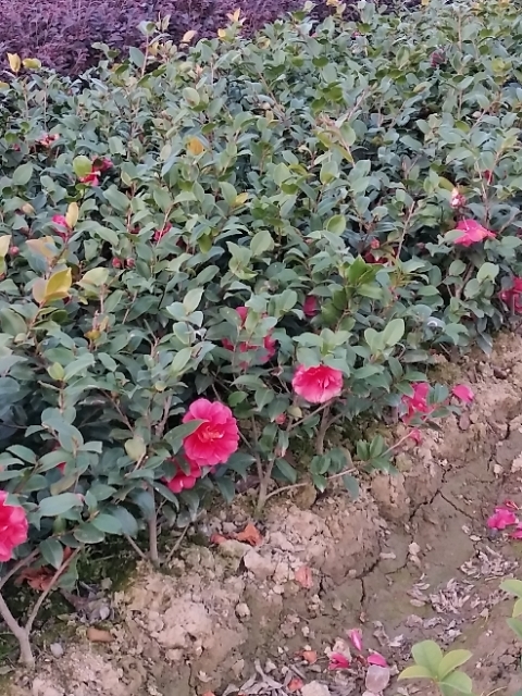 长沙县茶梅  小毛球