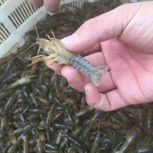 监利市小龙虾苗