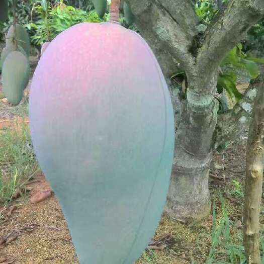 灵山县金煌芒果苗 