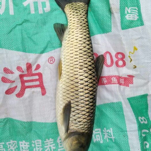 抚州水库草鱼 人工养殖 1-1.5公斤