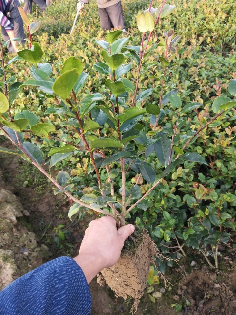 茶梅  小毛球