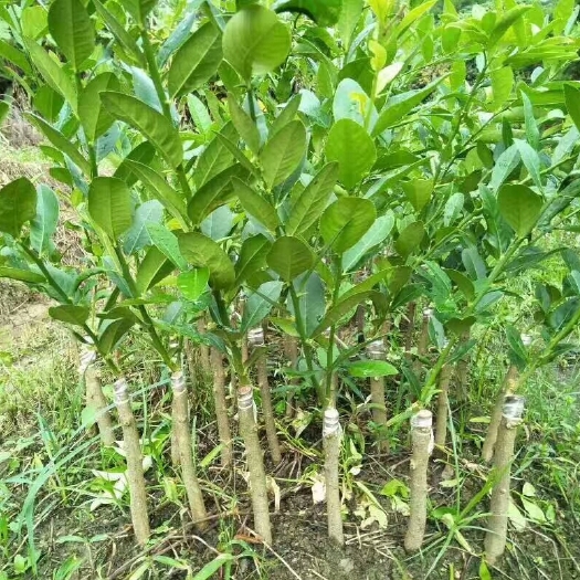 灵山县青柠苗  青柠檬无籽汁多皮薄 种植当年结果 四季有果
