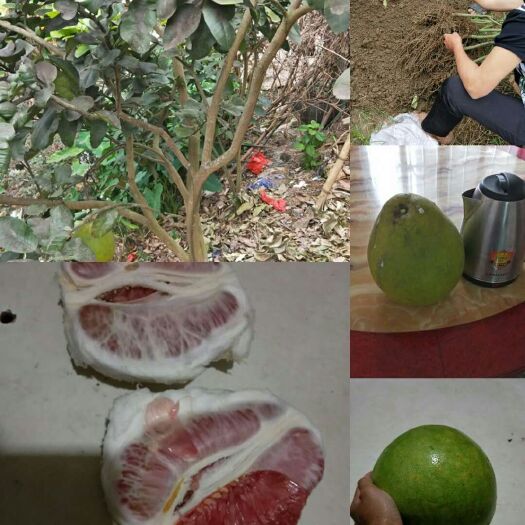 灵山县柚子苗 嫁接苗 0.2米以下 