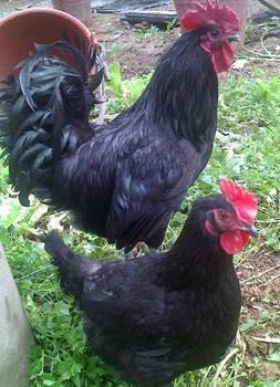 衡阳绿壳蛋鸡苗  乌骨鸡苗  高产黑羽麻羽绿壳蛋鸡苗