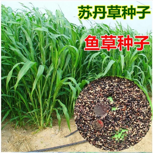 苏丹草种子 苏丹草草籽高丹草种子牧草四季鱼草养殖种籽再生