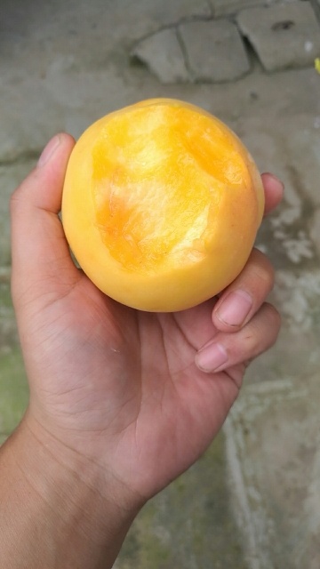 潼关县 黄金黄桃