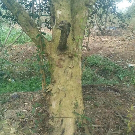 蒙自市造型石榴树 百年老树