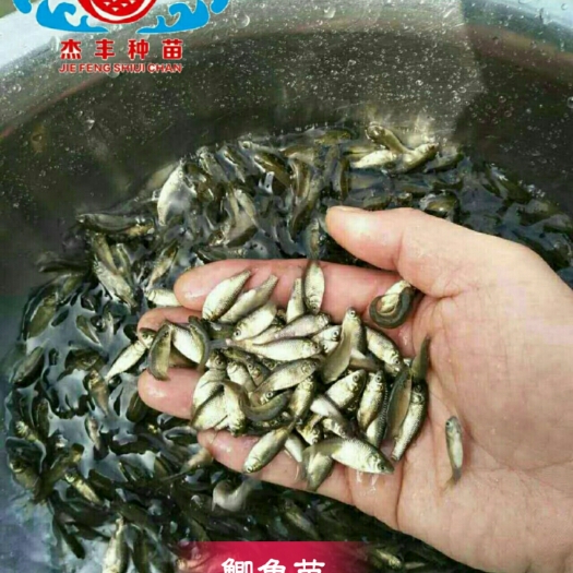 广州鲫鱼苗  包邮中科三号异育银鲫 快大型 工程