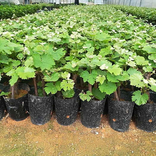 四会市巨早红葡萄苗