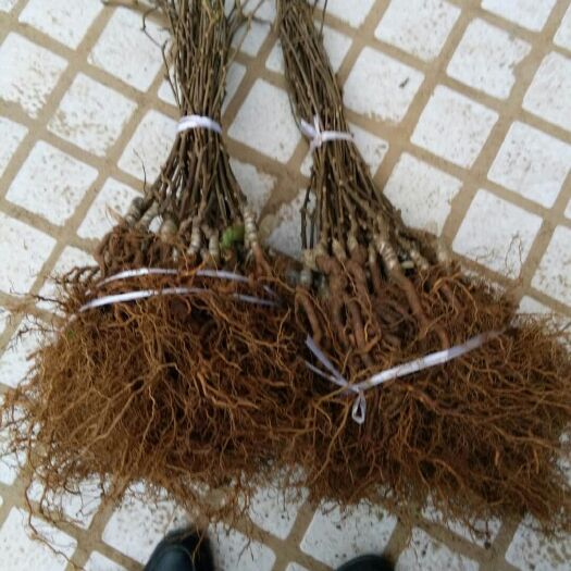 苍溪县红心猕猴桃苗 嫁接苗